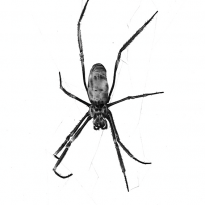 Golden Orb Spider