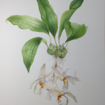 Stanhopea Orchid