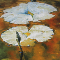 Water Lily