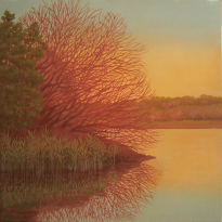 Tallow Wood